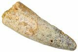 Fossil Spinosaurus Tooth - Real Dinosaur Tooth #357427-1